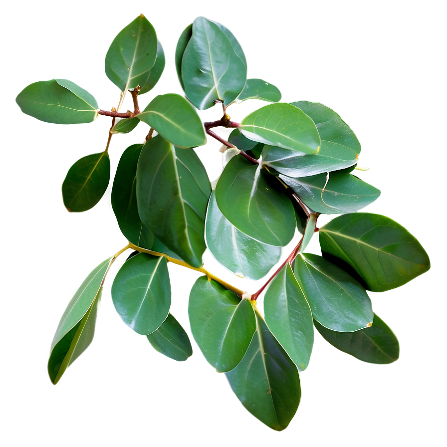 Fresh Eucalyptus Leaves Png Sll83