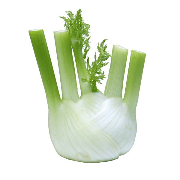 Fresh Fennel Bulb Isolated