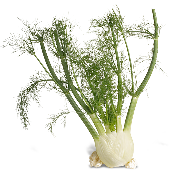 Fresh Fennel Bulbwith Fronds