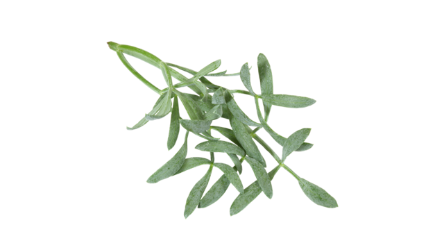 Fresh Fennel Leaves Isolated