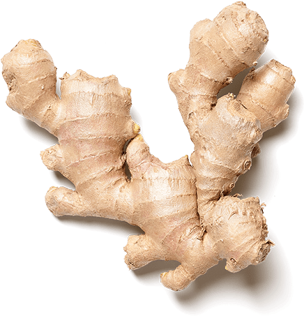 Fresh Ginger Root