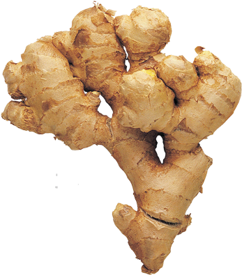 Fresh Ginger Root Isolated