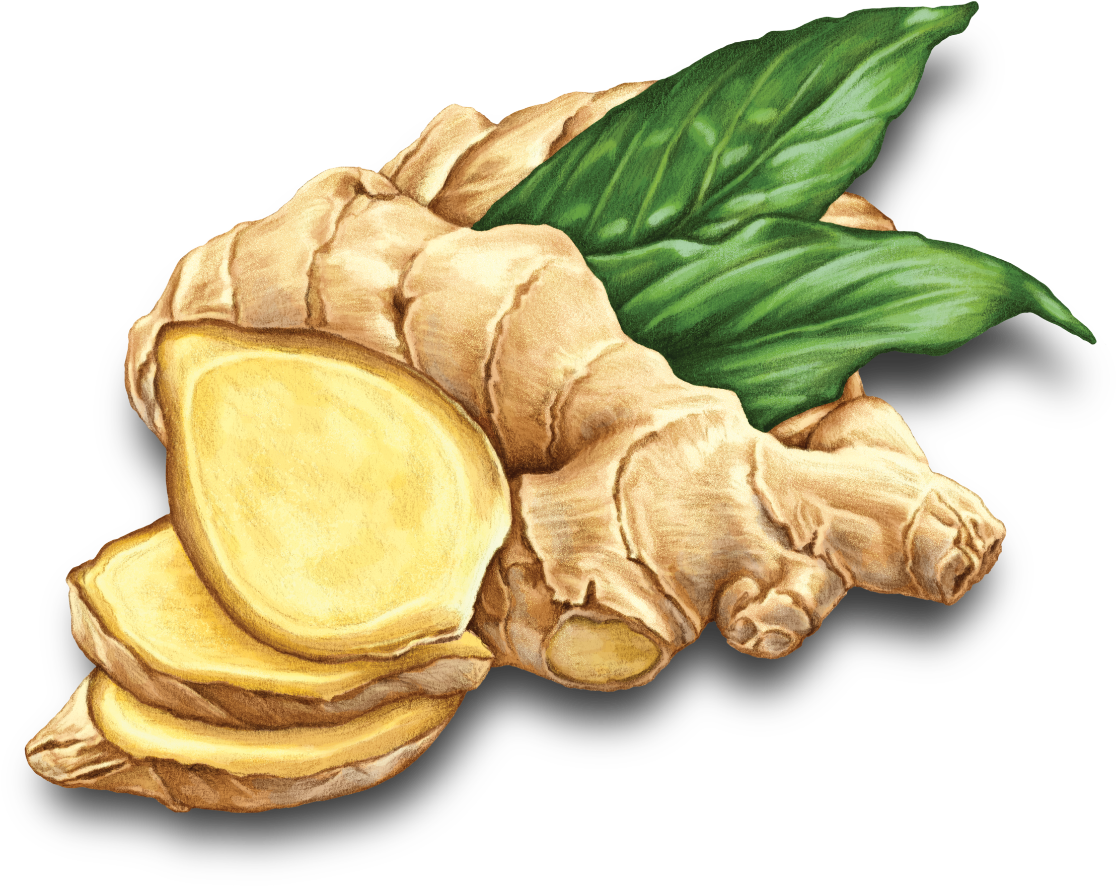 Fresh Ginger Rootand Slices.png