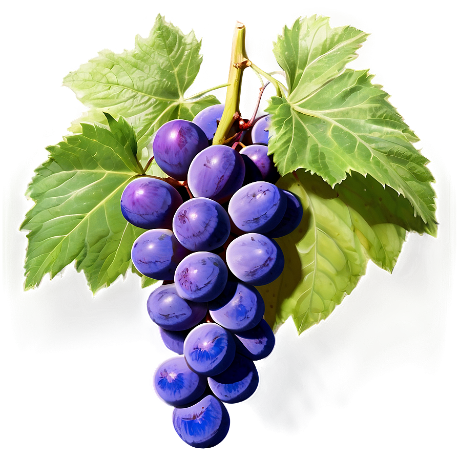 Fresh Grape Cluster Png Vew41