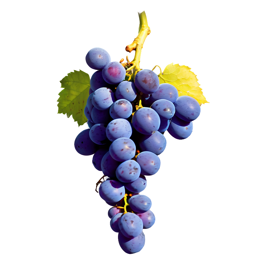 Fresh Grapes Png 51