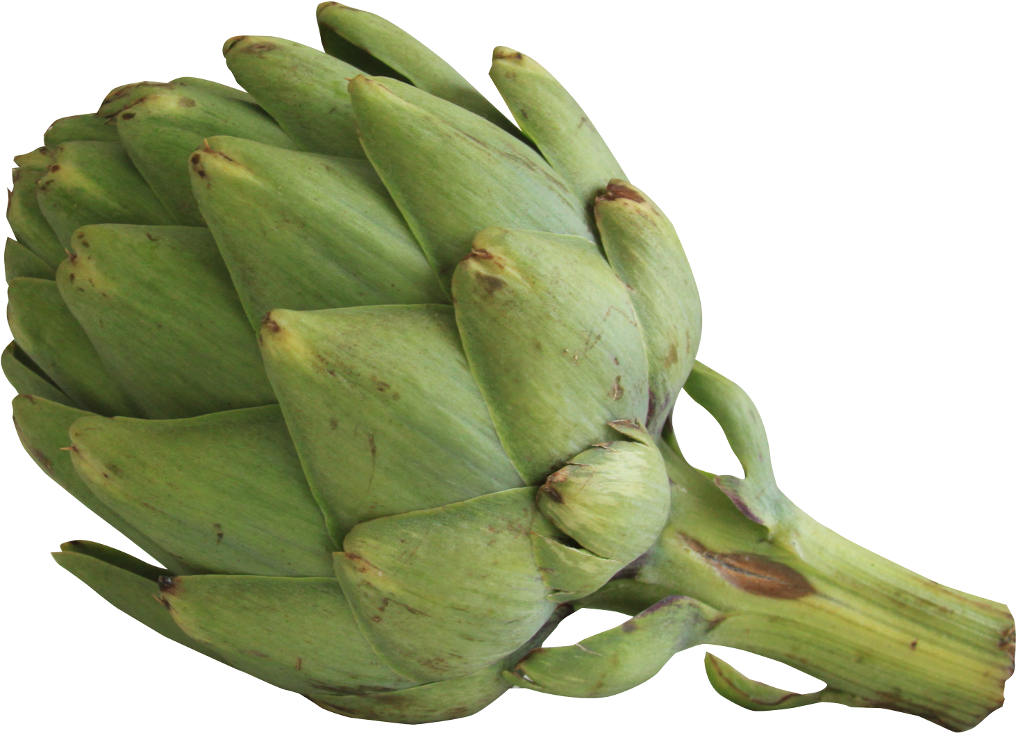 Fresh Green Artichoke.png