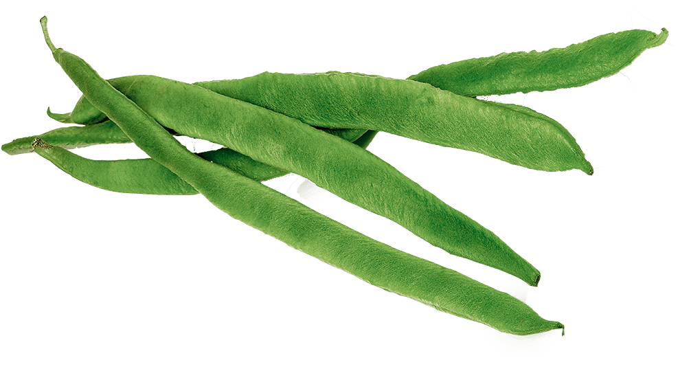 Fresh Green Beans Isolated