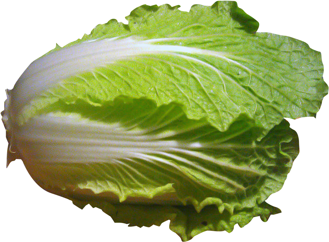 Fresh Green Cabbage