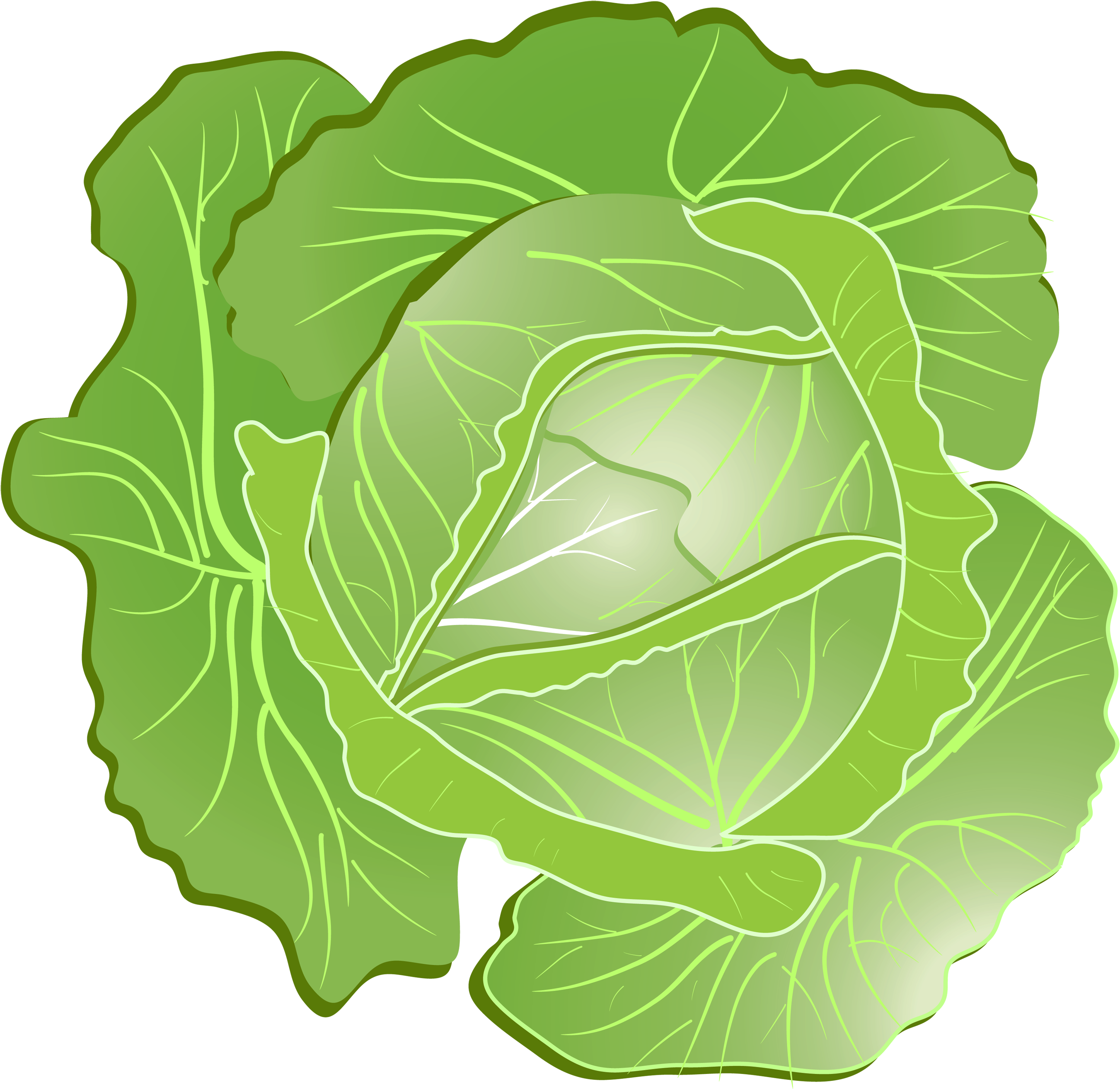 Fresh Green Cabbage Illustration.png