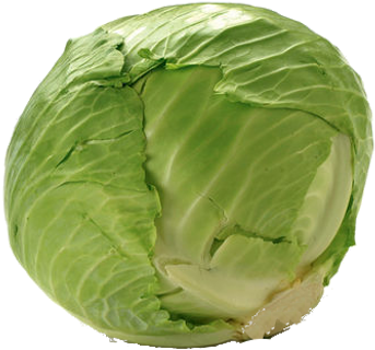 Fresh Green Cabbage Isolated