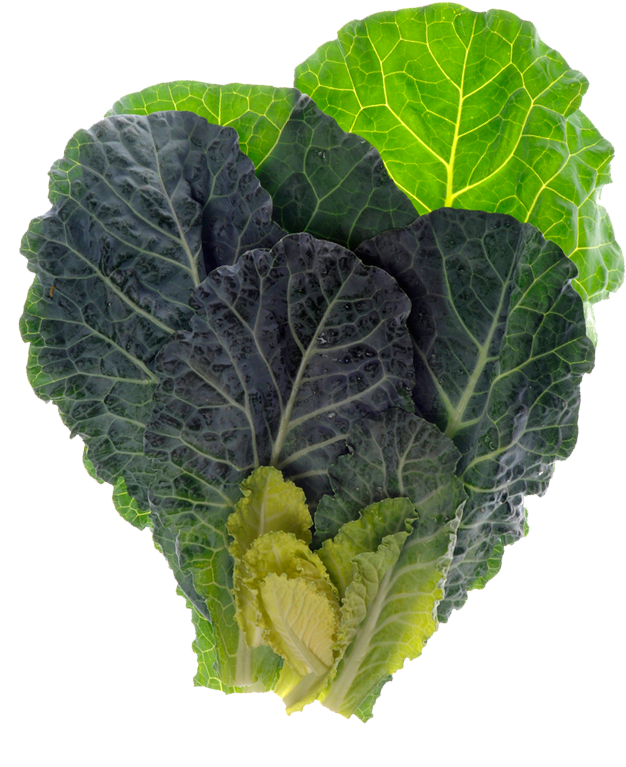 Fresh Green Cabbage Leaves