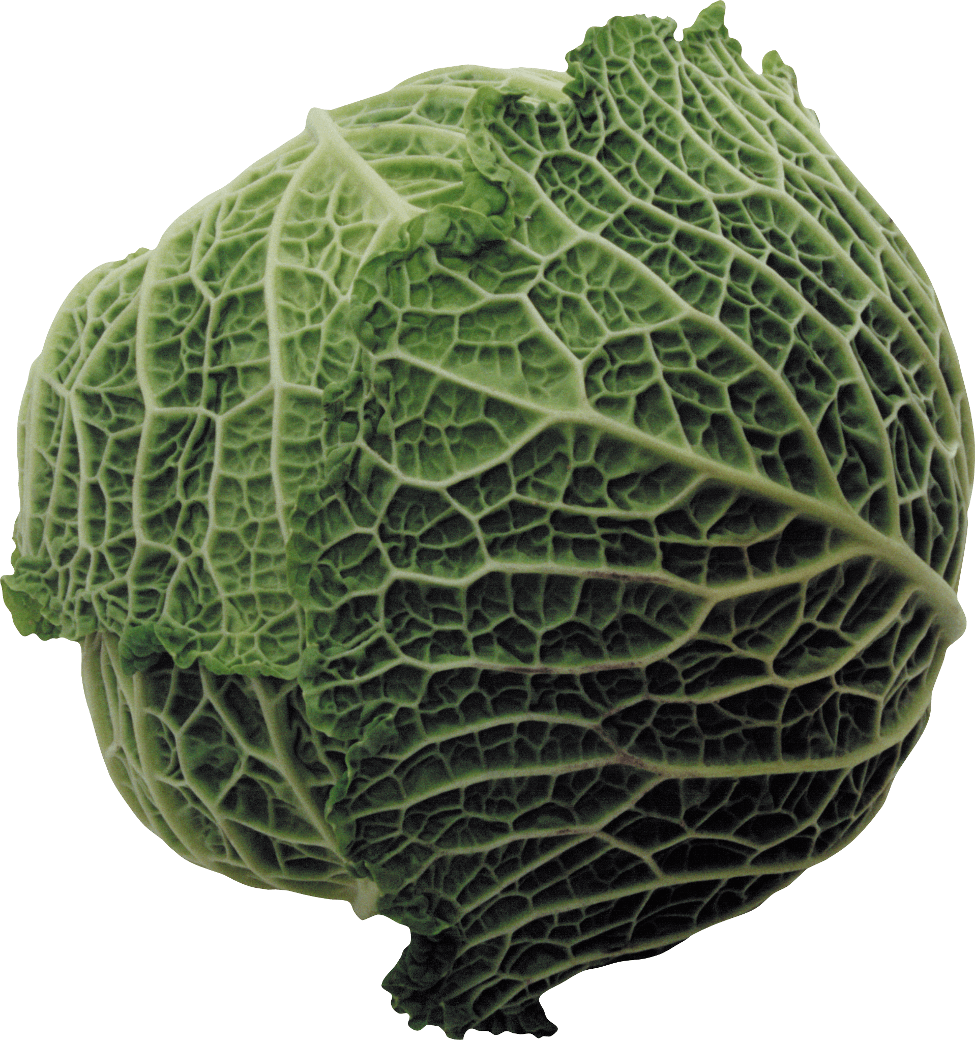 Fresh Green Cabbage