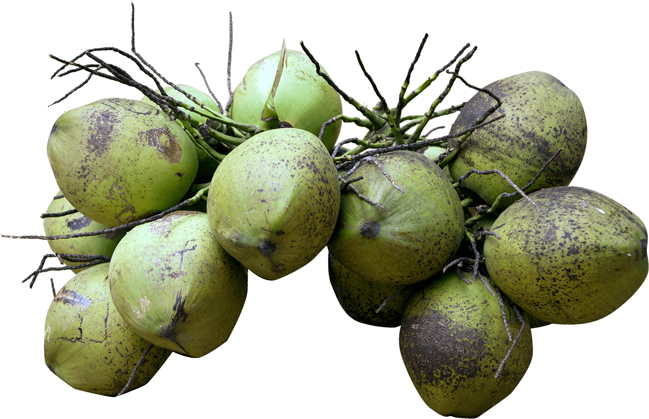 Fresh Green Coconuts Cluster.png