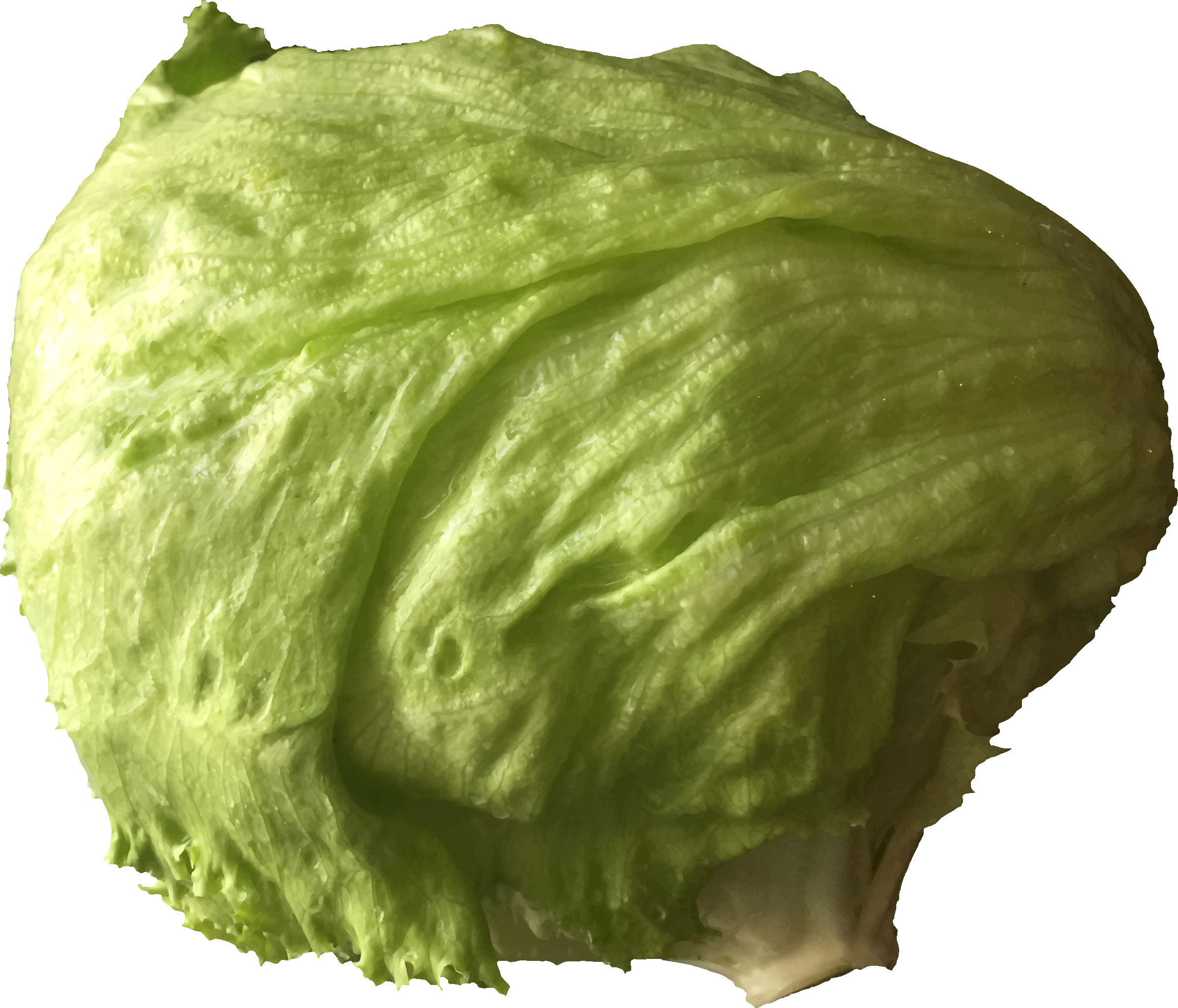 Fresh Green Iceberg Lettuce