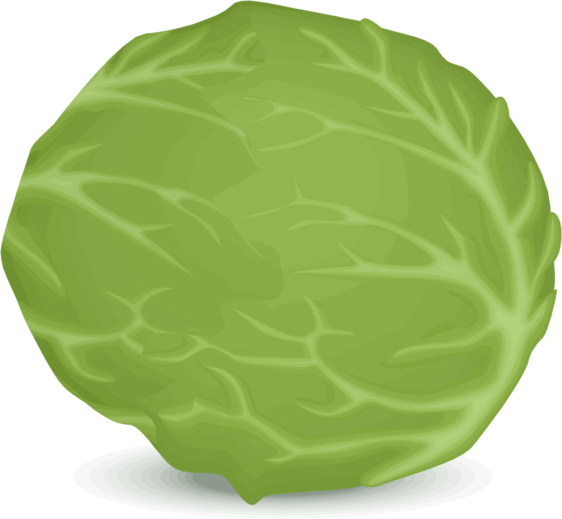 Fresh Green Lettuce Illustration