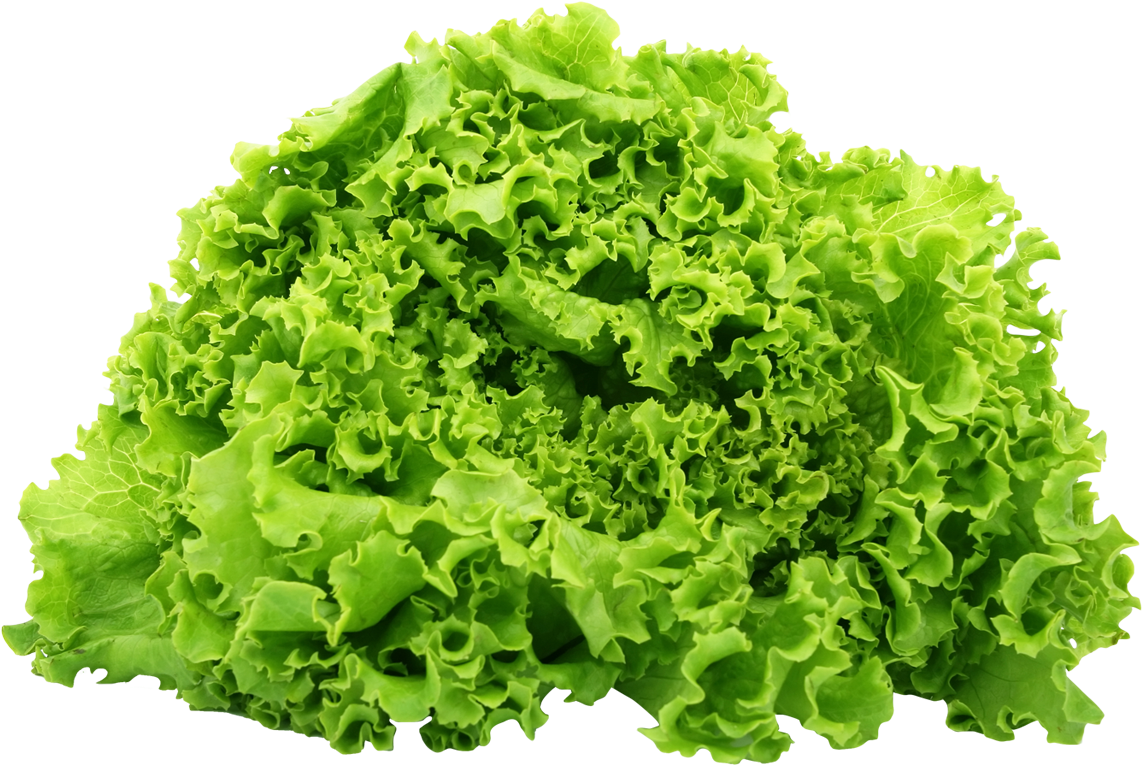 Fresh Green Lettuce Isolated