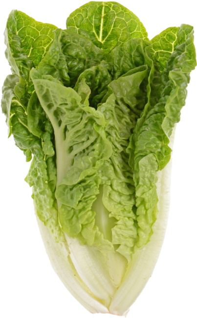 Fresh Green Lettuce Isolated