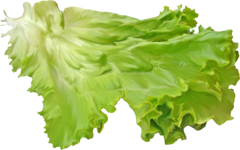 Fresh Green Lettuce Leaves