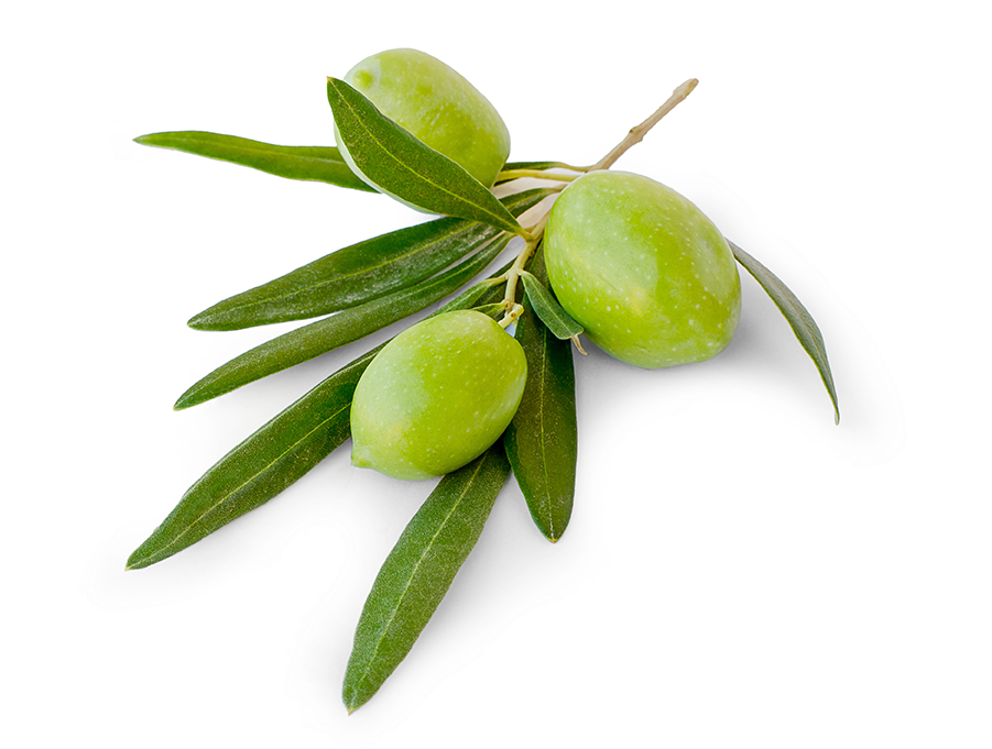 Fresh Green Olives Branch