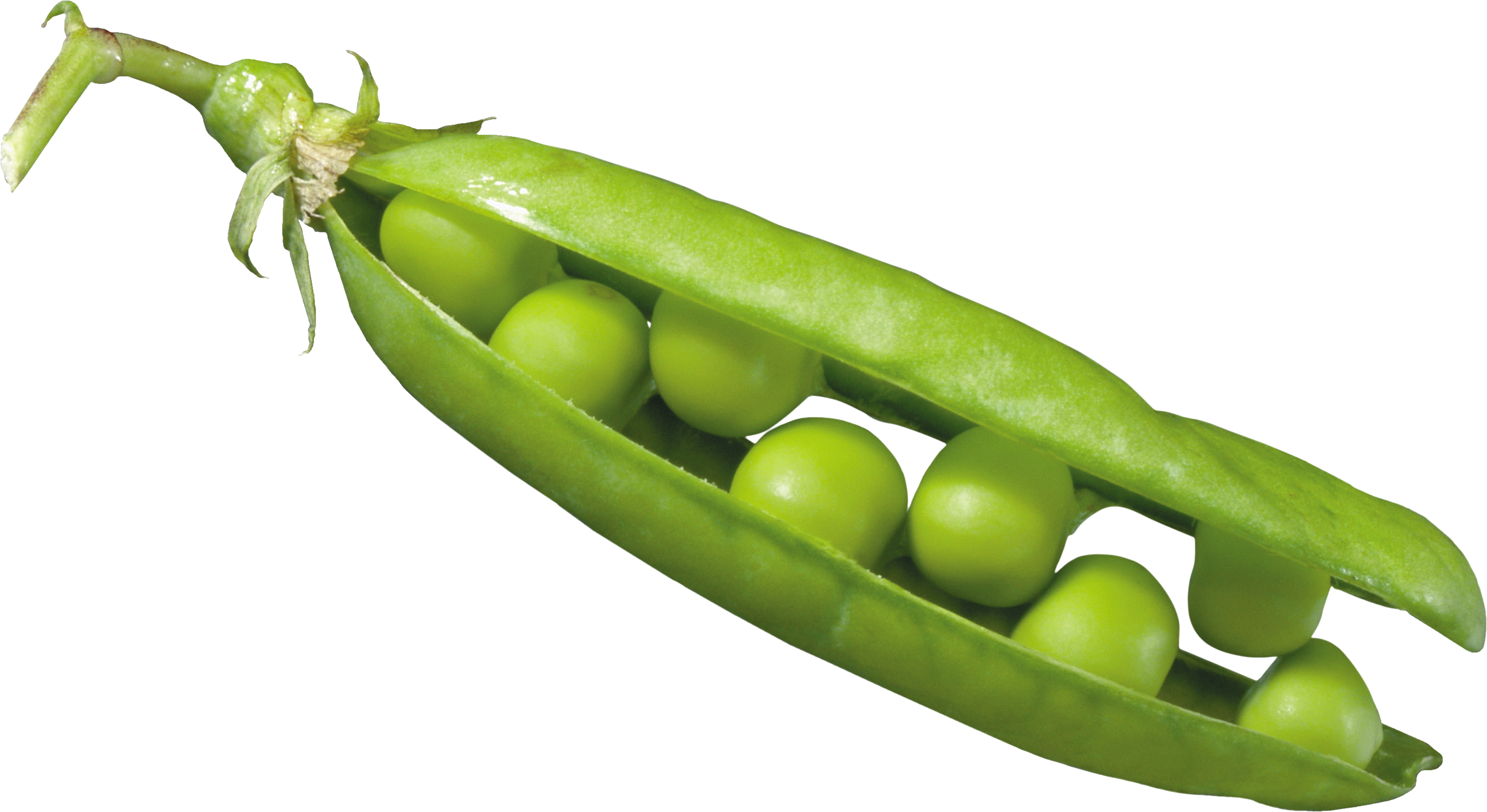 Fresh Green Pea Pod