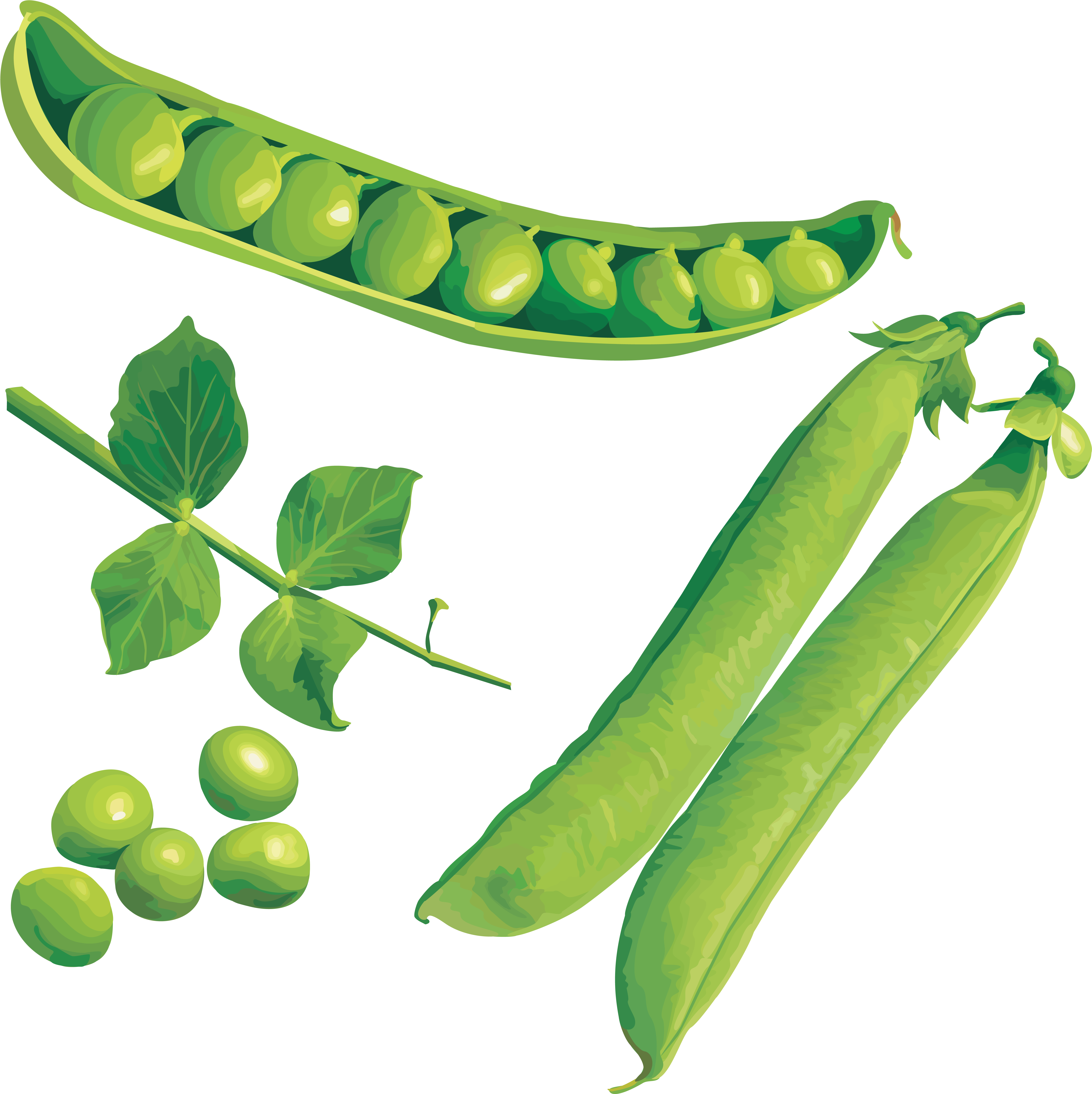 Fresh Green Peas Illustration