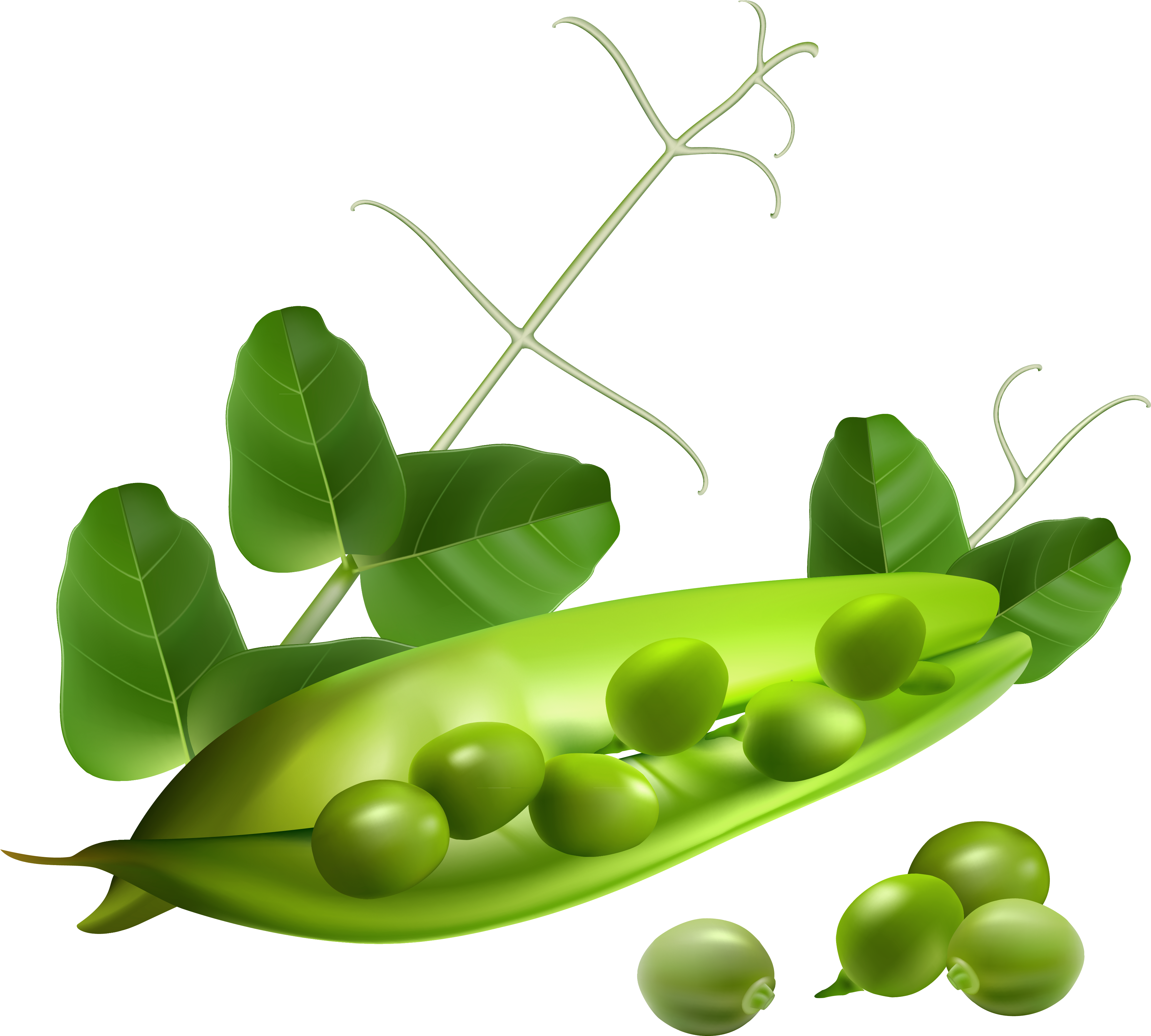 Fresh Green Peas Pod Illustration