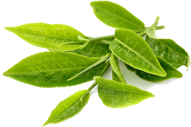 Fresh Green Tea Leaves Transparent Background