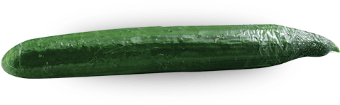 Fresh Green Zucchini Vegetable