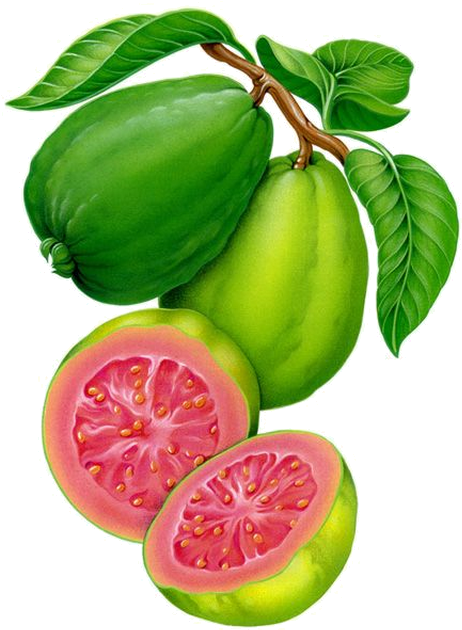 Fresh Guava Fruit Illustration