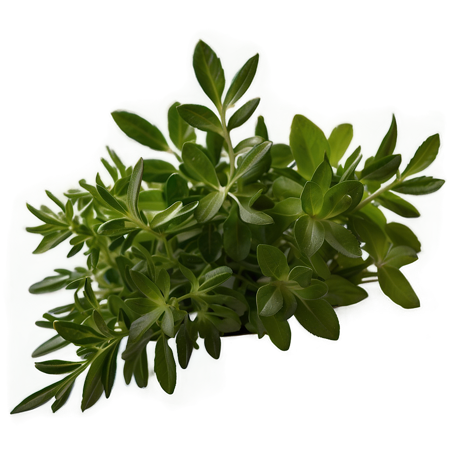 Fresh Herb Png Xyi65