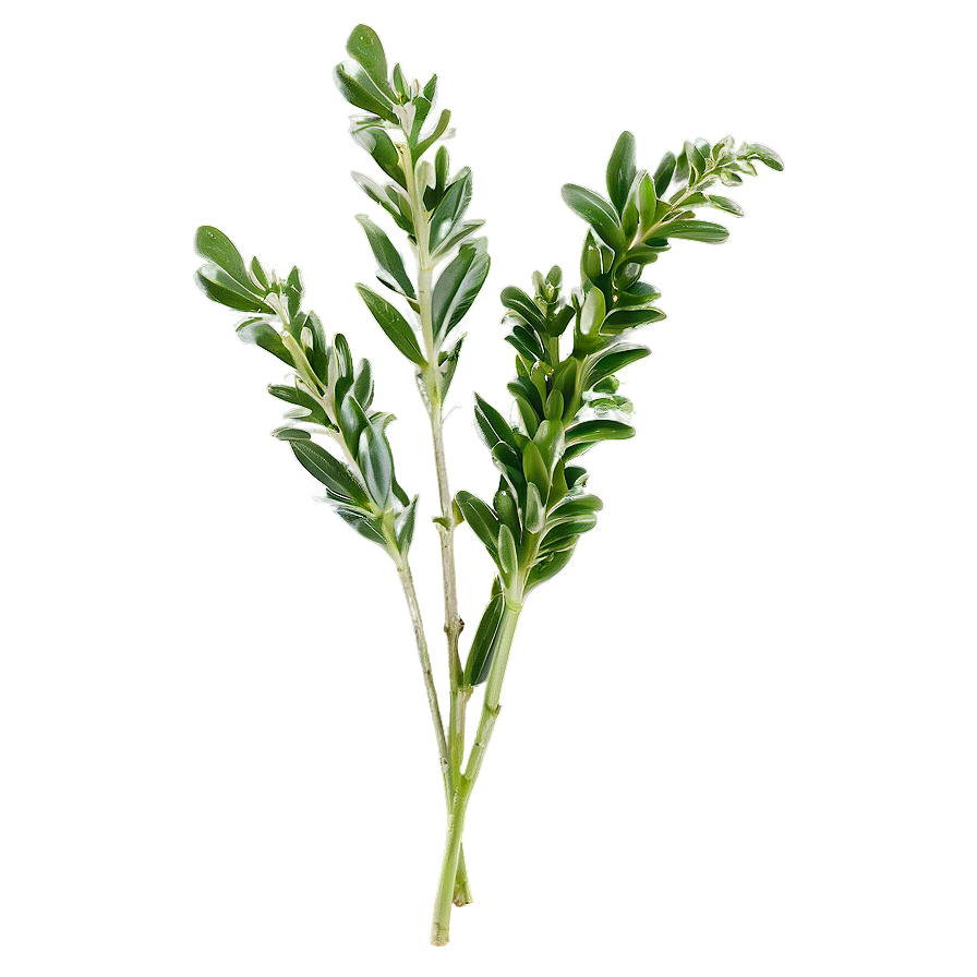 Fresh Herb Sprig Png Lpk92