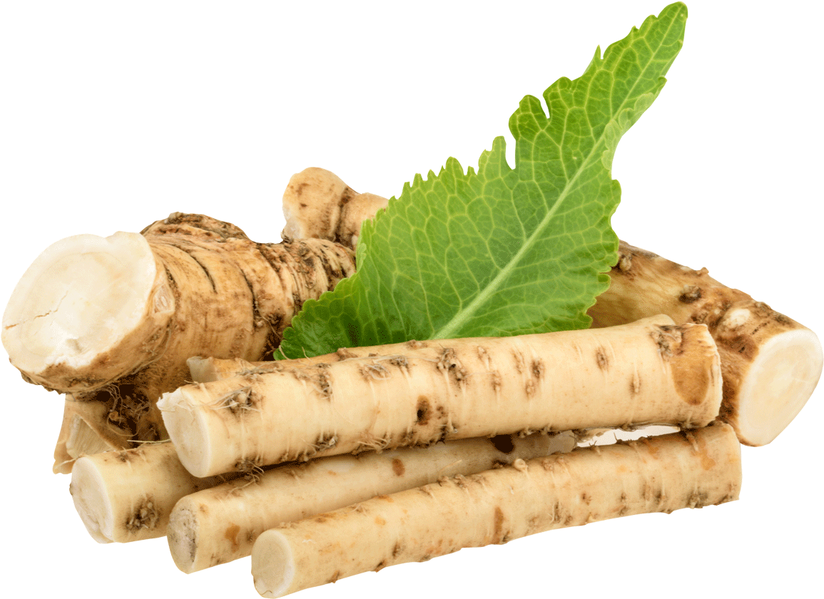 Fresh Horseradish Rootsand Leaf