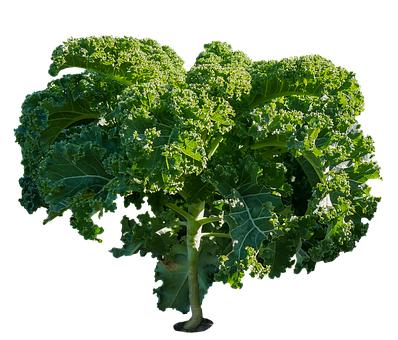 Fresh Kale Planton Black Background