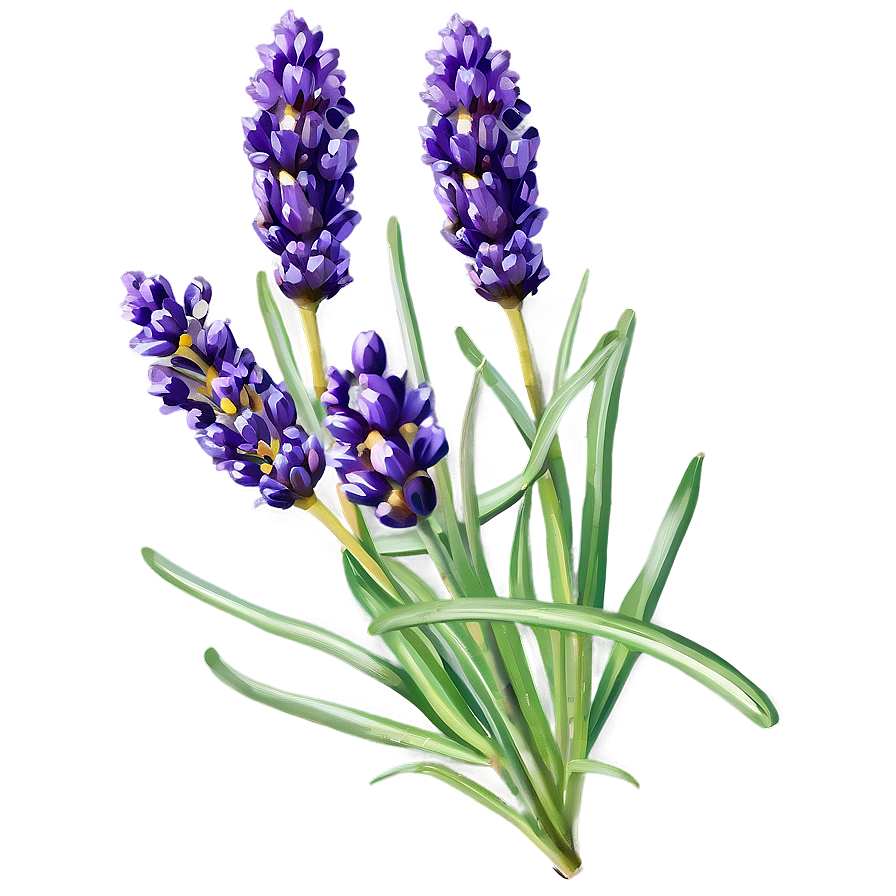 Fresh Lavender Bunch Png 47