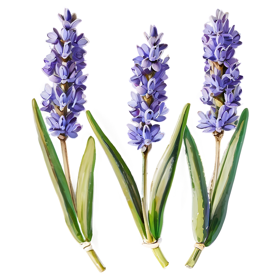 Fresh Lavender Sprigs Png 05062024