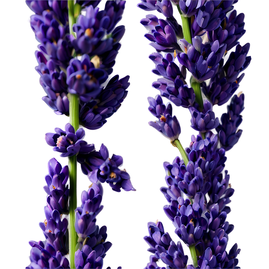 Fresh Lavender Sprigs Png Wfj