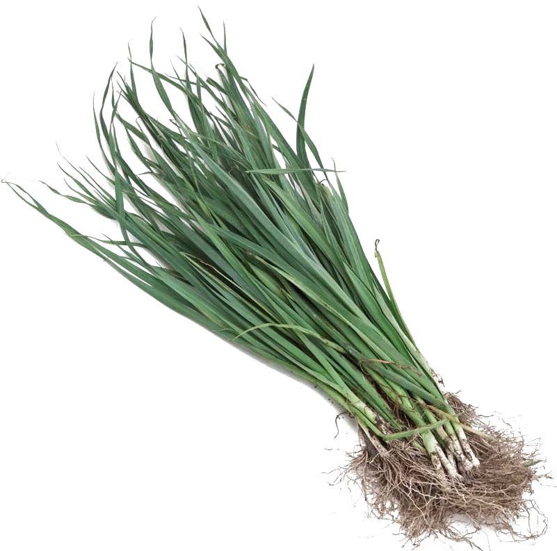 Fresh Leek Bunch Isolated