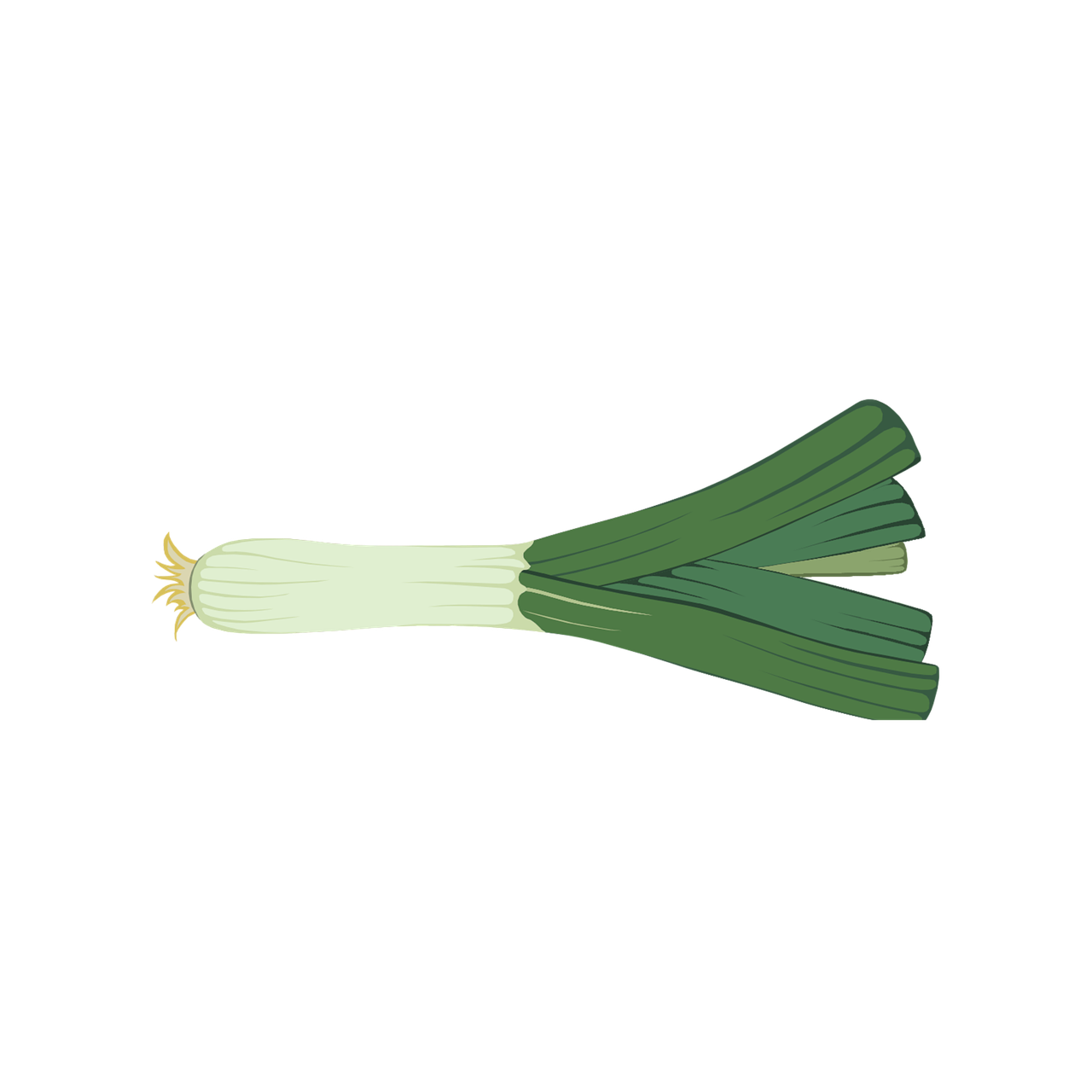 Fresh Leek Illustration