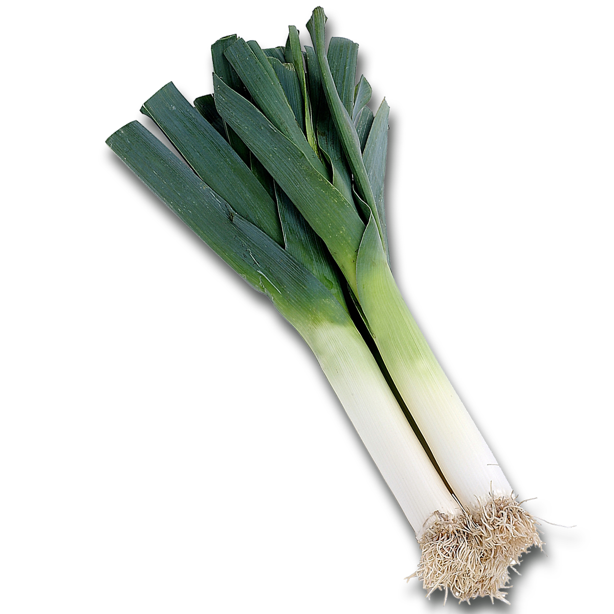 Fresh Leek Vegetable.png