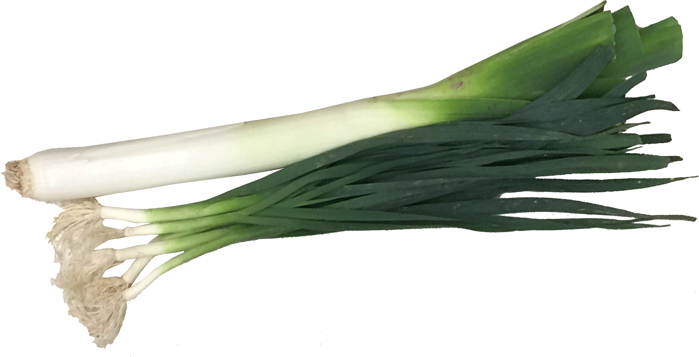 Fresh Leeks Isolatedon White Background