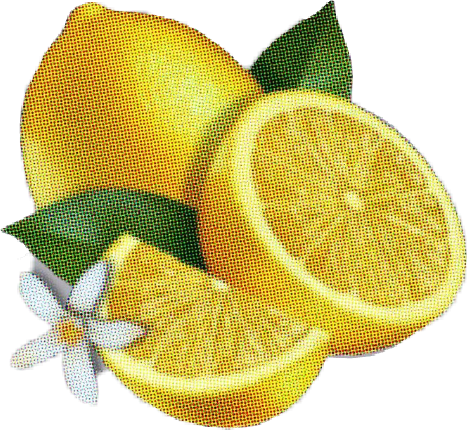 Fresh Lemonand Slice Illustration