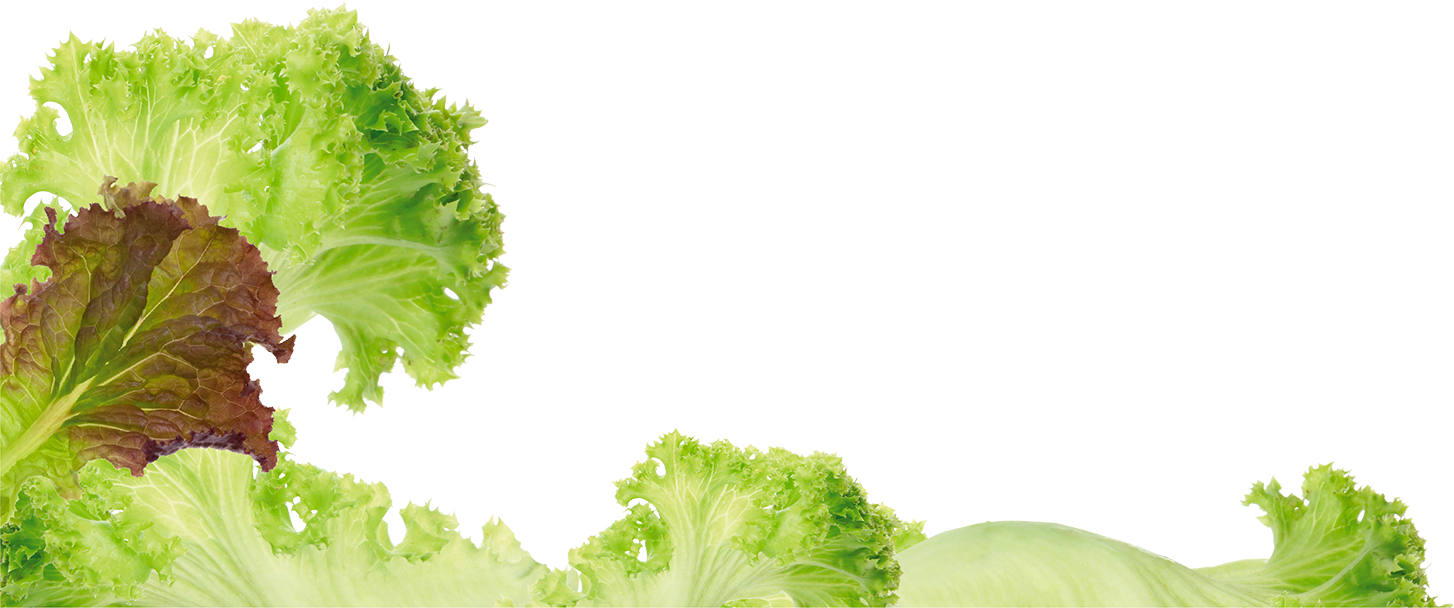 Fresh Lettuce Leaves Transparent Background