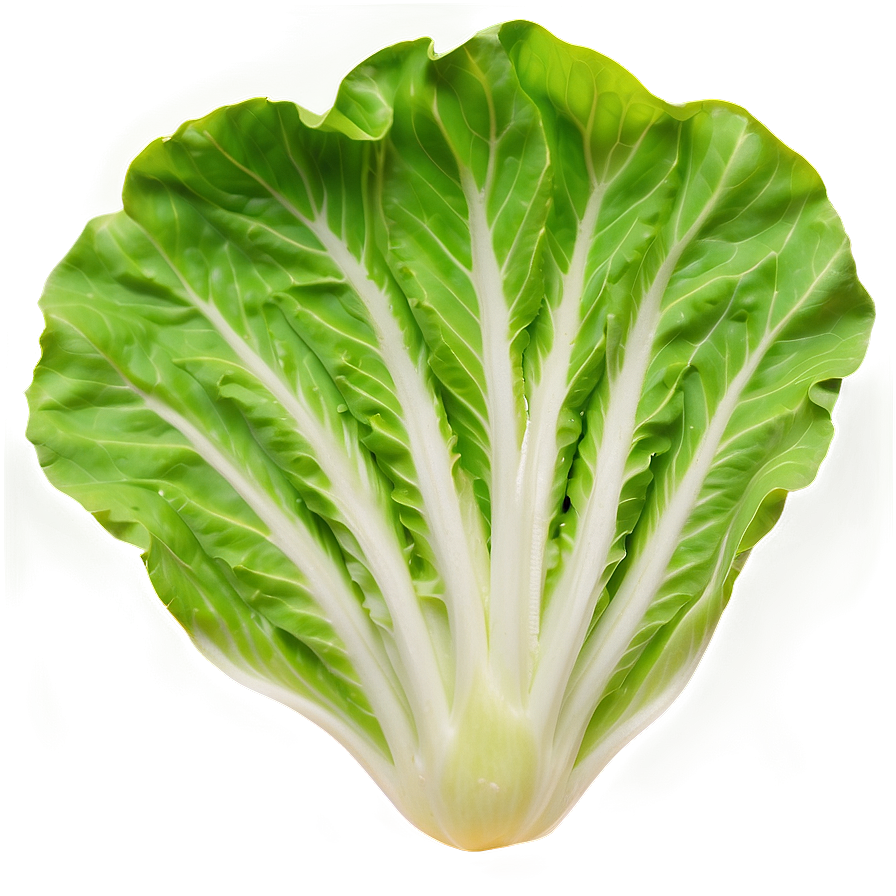 Fresh Lettuce Png Fhw94