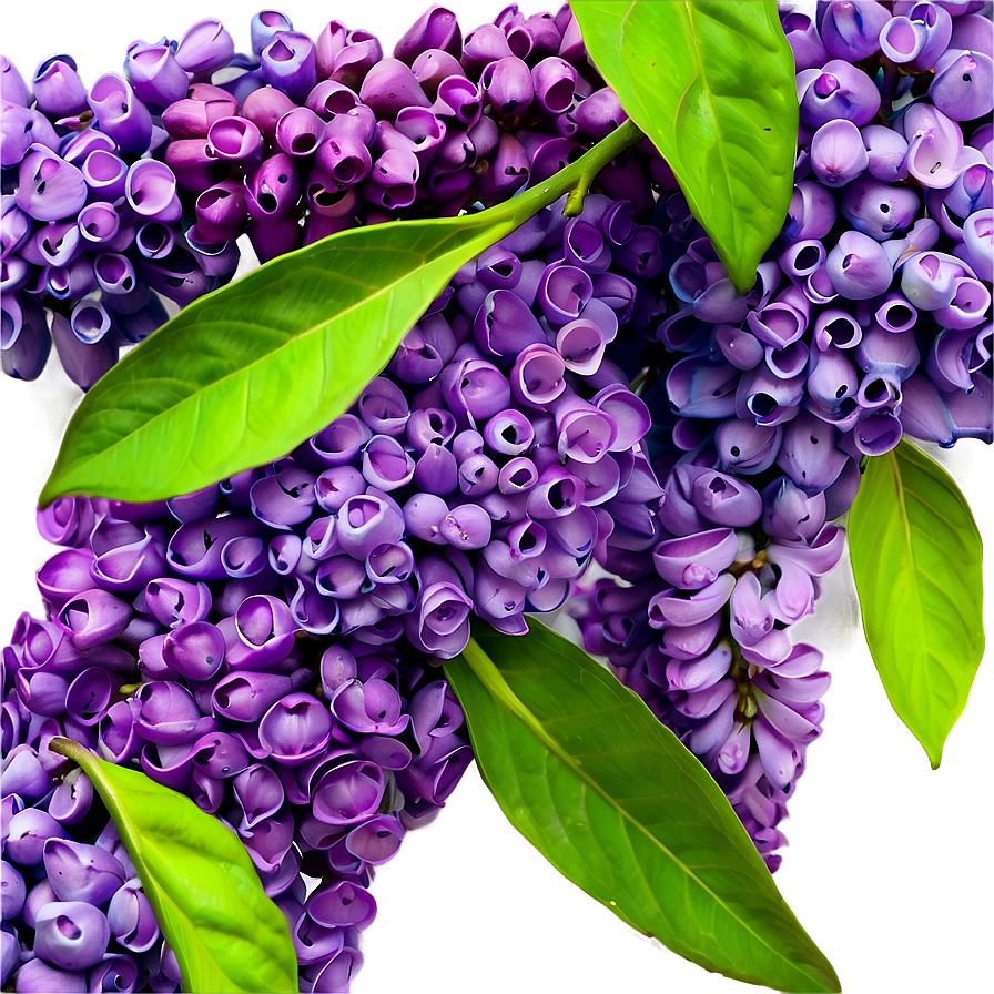 Fresh Lilac Png 88