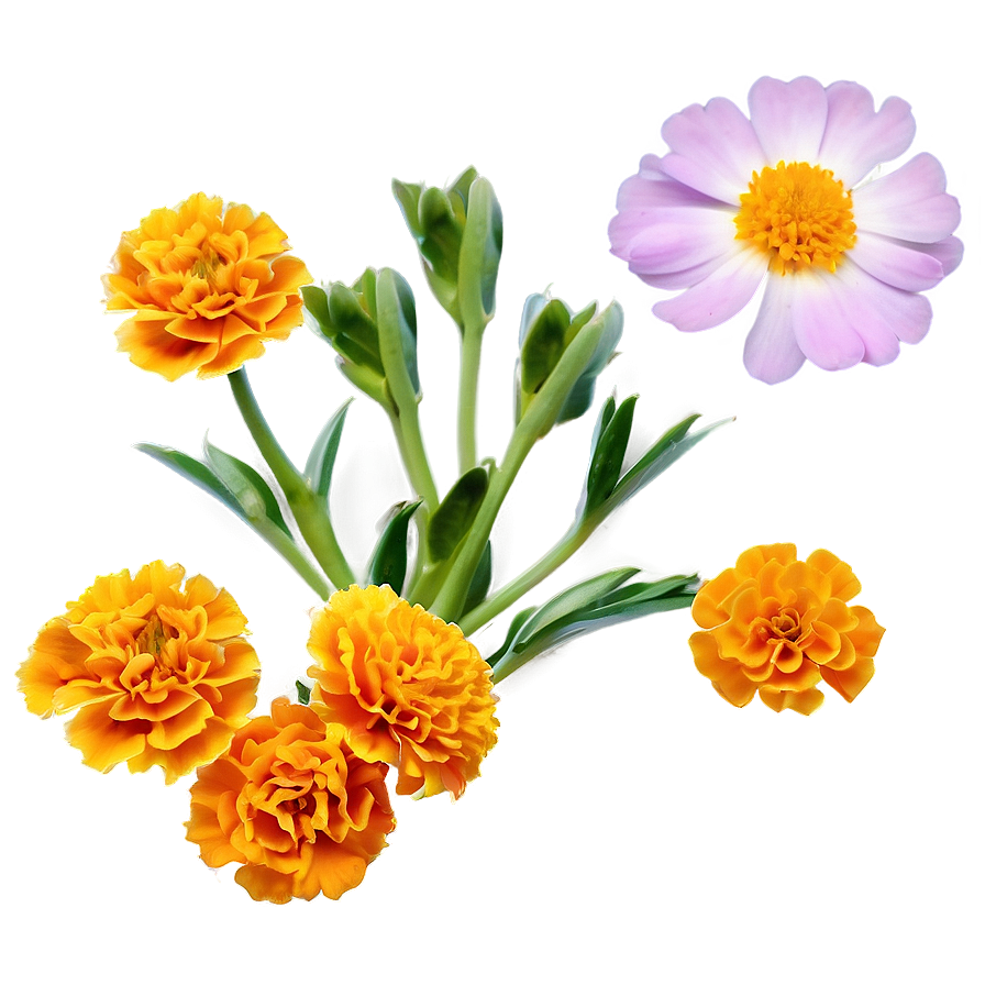 Fresh Marigold Petals Png 19