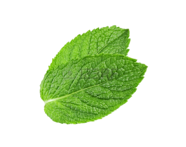 Fresh Mint Leaf Isolated