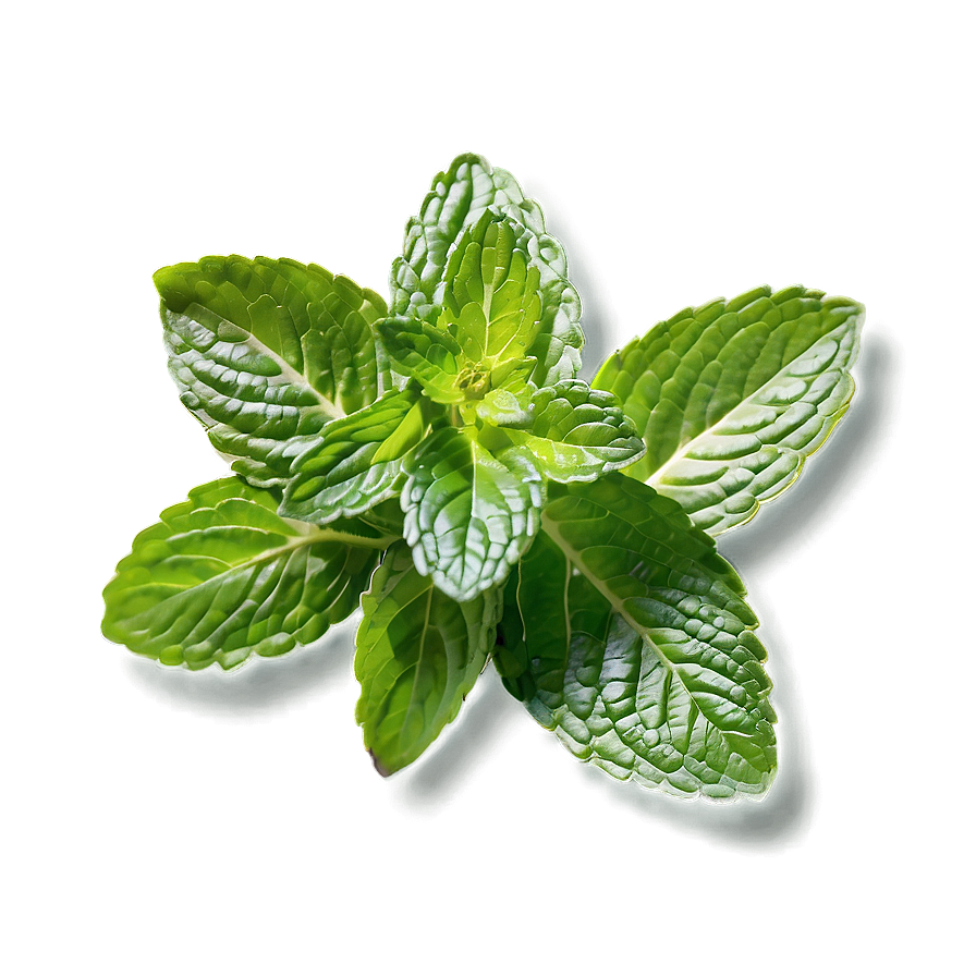 Fresh Mint Leaf Png 06212024