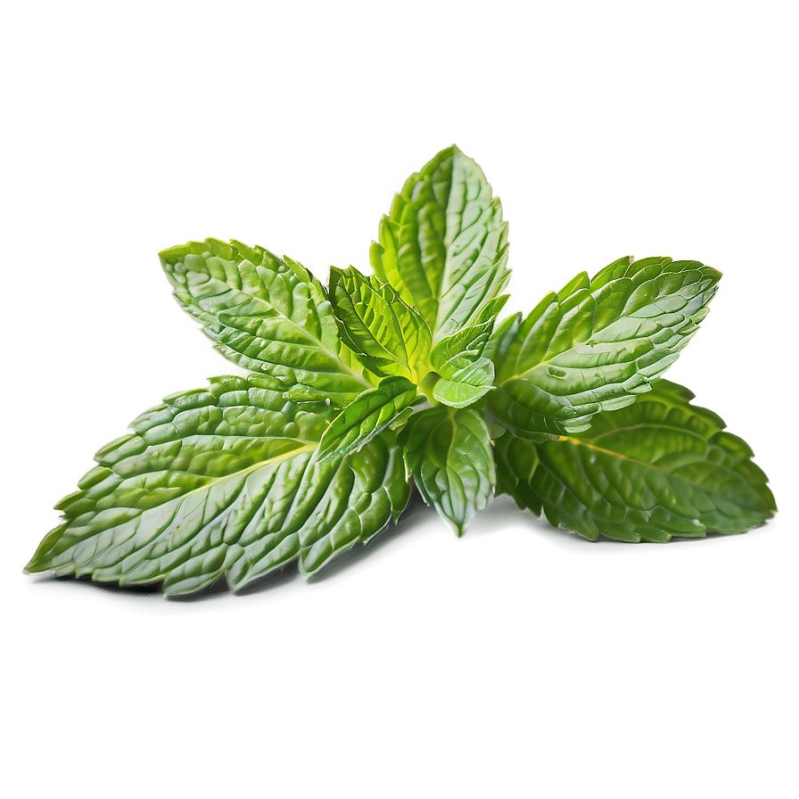 Fresh Mint Leaf Png 06212024