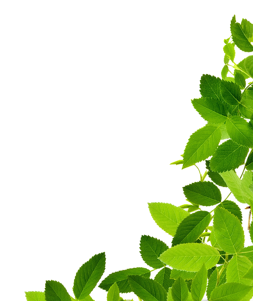 Fresh Mint Leaves Against Blue Background