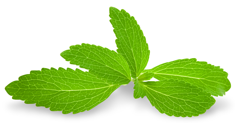 Fresh Mint Leaves Isolated